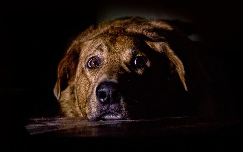 Aanhankelijke hond bang in het donker