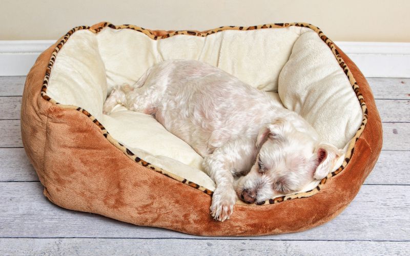 Slaapplek voor je hond