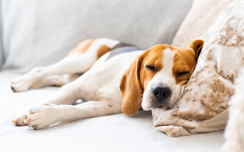 Beagle hond slapend op bank
