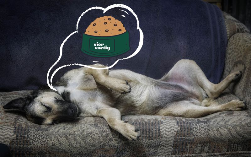 Hond droomt over eten