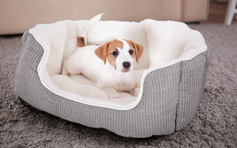 Hond graaft in mand