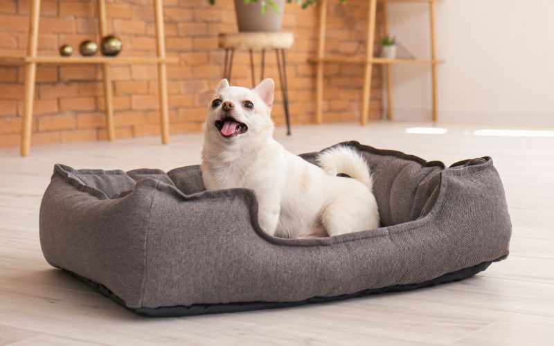 Hond graaft in zijn nieuwe mand