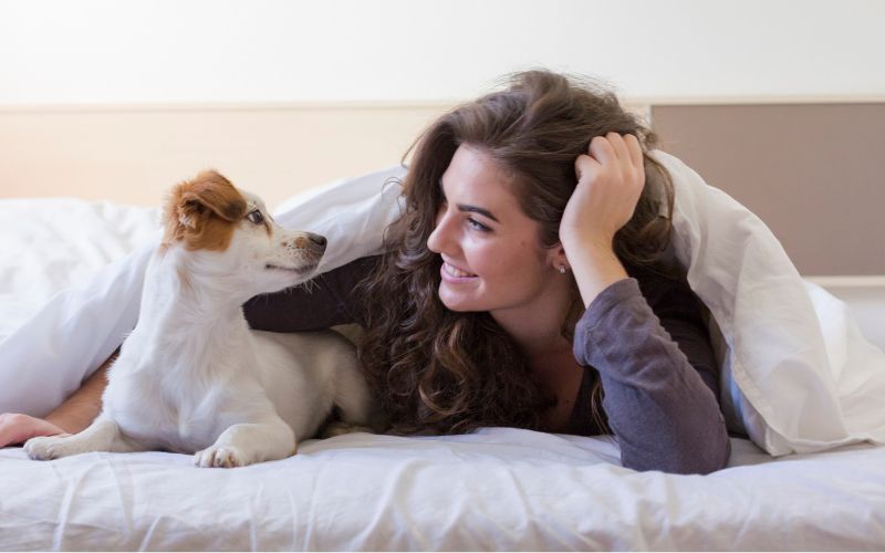Hond in bed onder deken
