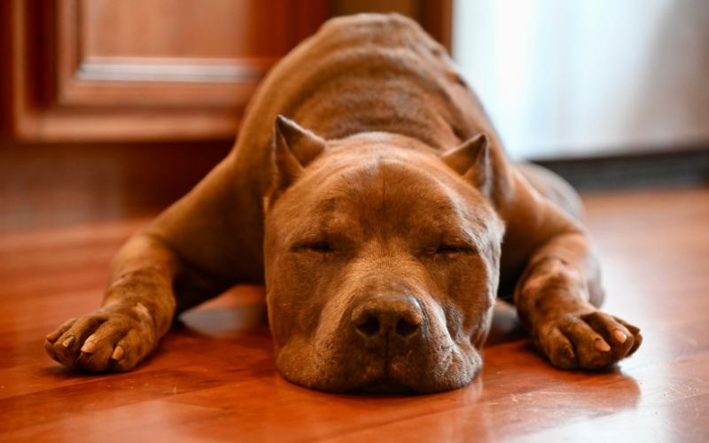 Hond in superdog slaaphouding op de koude vloer