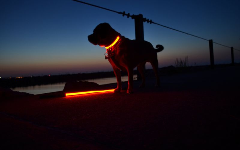 Hond met lichtgevende halsband in het donker