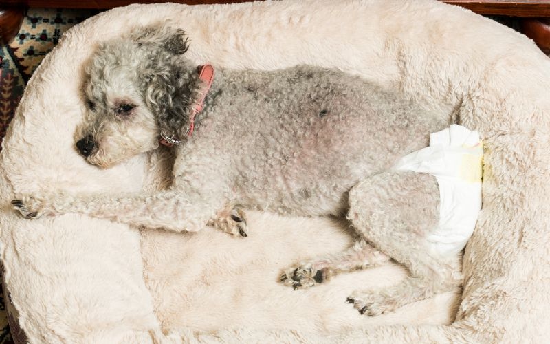 Hond plast in mand