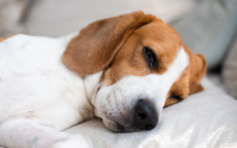 Hond slaapt met ogen open