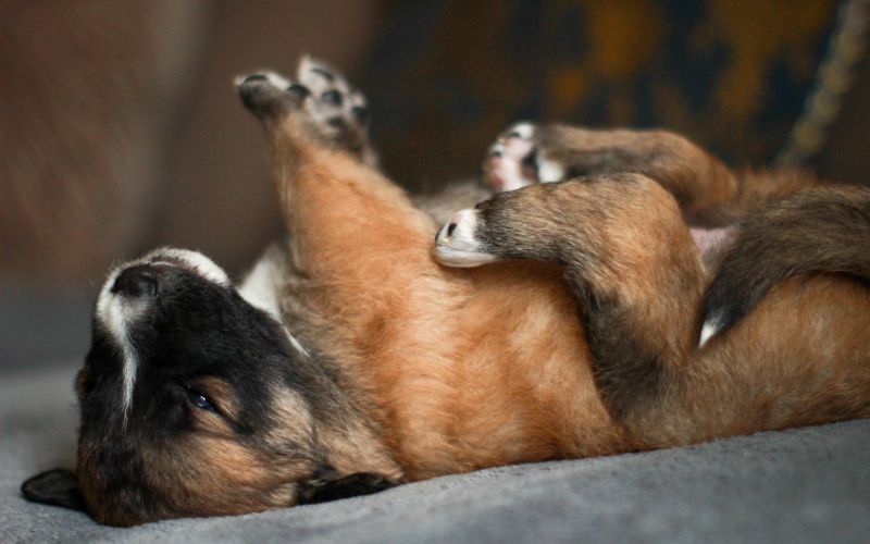 Schattige hond ligt op zijn rug