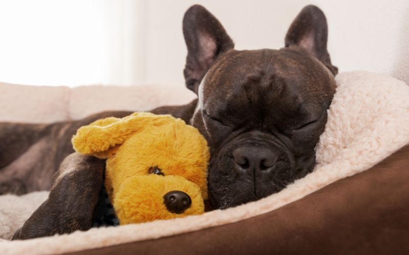 Hond slaapt veel