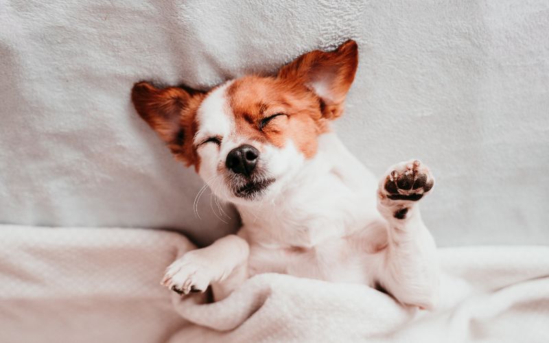 Hond snurkt in slaap
