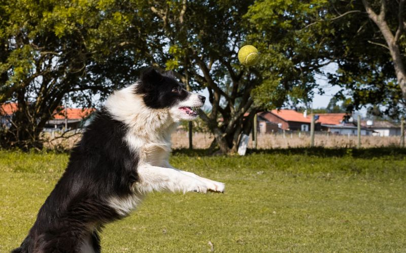 Hond speelt om rustig te worden