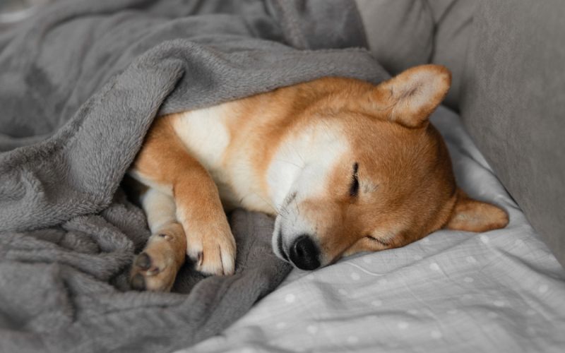 Hond trilt in slaap