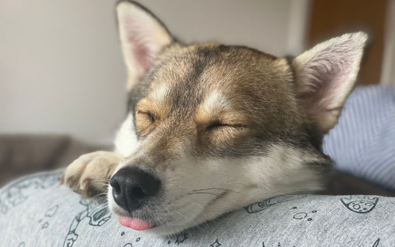 Hond trilt tijdens dromen