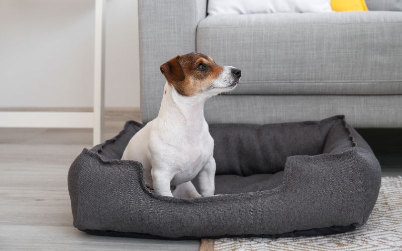 Hond zit in een hondenmand