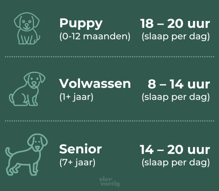 Hoeveel slaapt een hond per dag? Viervoetig