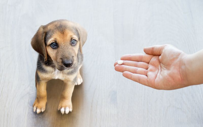 Melatonine hond dosering