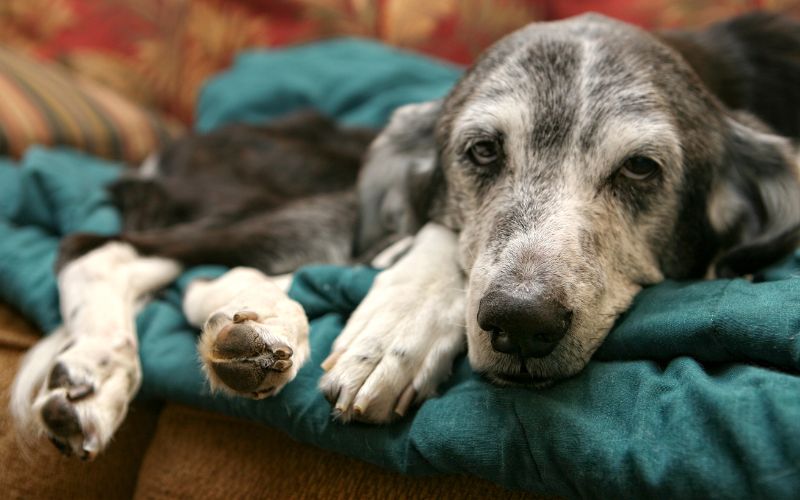 Oude hond heeft meer slaap nodig