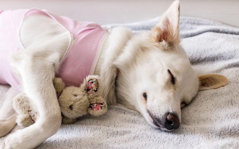 Schattige hond slaapt met speeltje