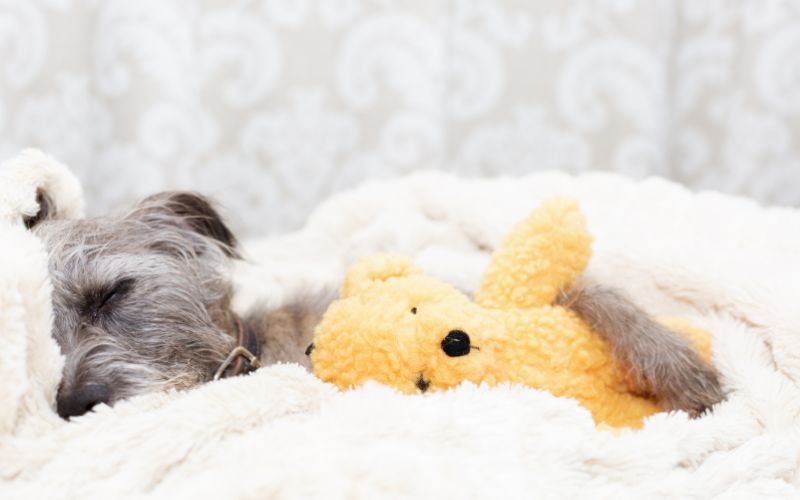 Terrier hond slaapt veel en comfortabel