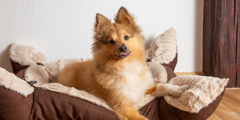 beste hondenmand