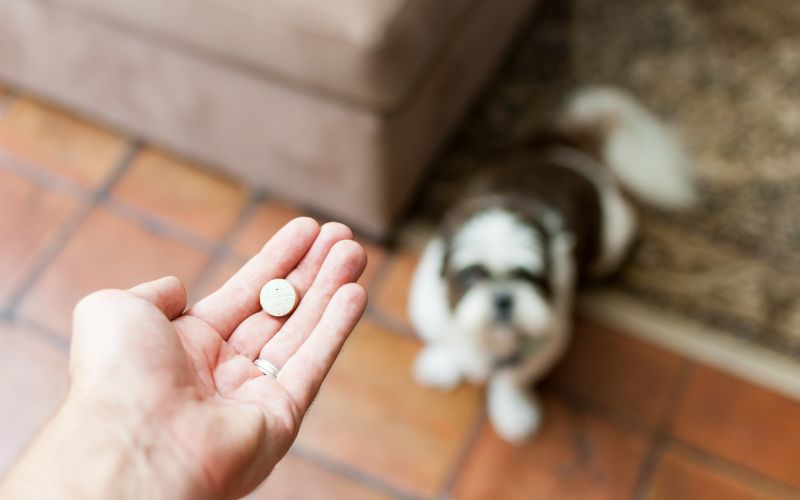 Hond melatonine geven