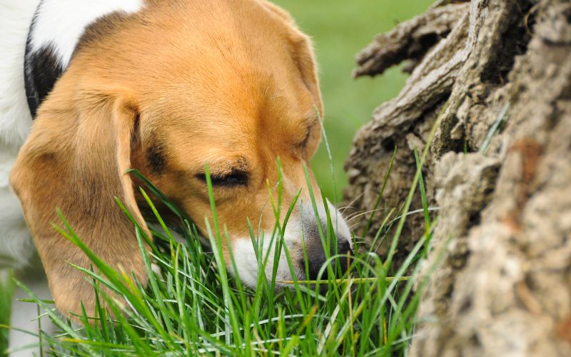 Beagle hond eet gras bij een boom