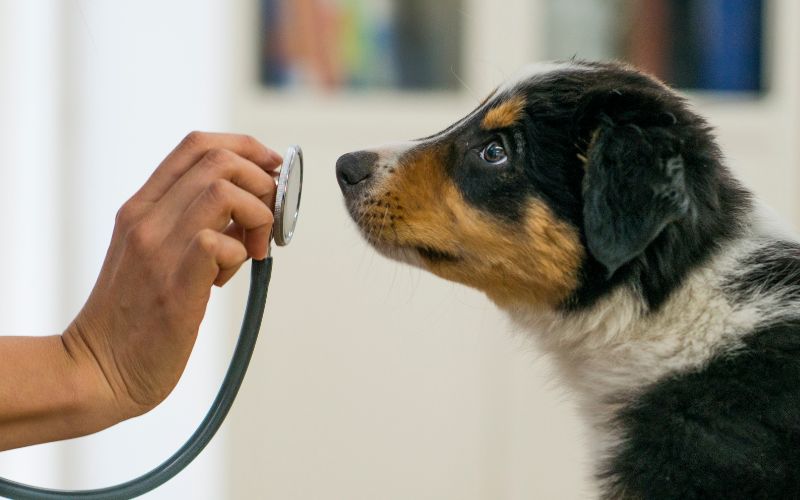 hond bij de arts door iets te eten wat niet mag