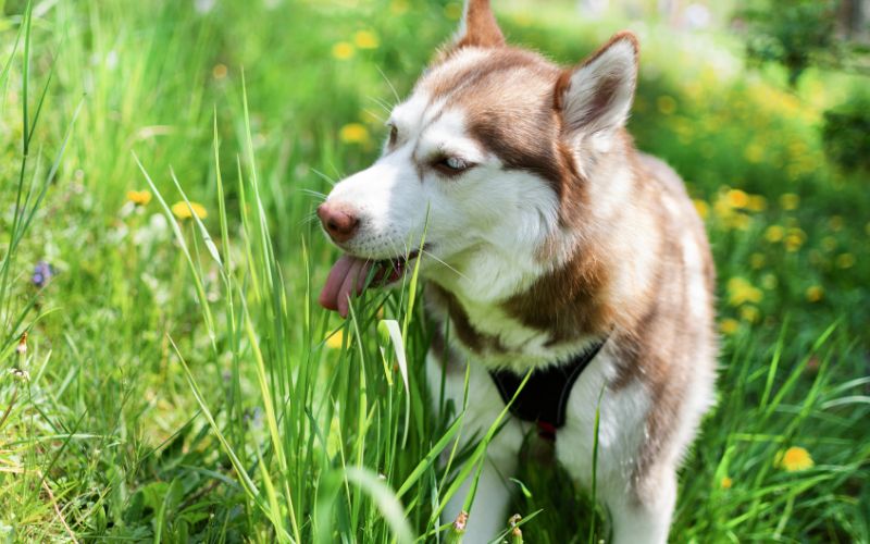 Hond eet gras door voedingstekort