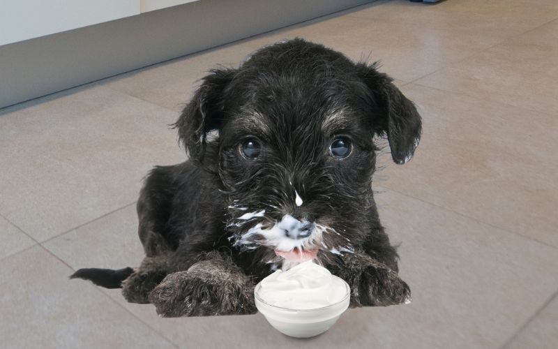 Hond eet klein schaaltje yoghurt