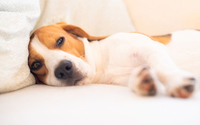 Hond eet niet na een operatie