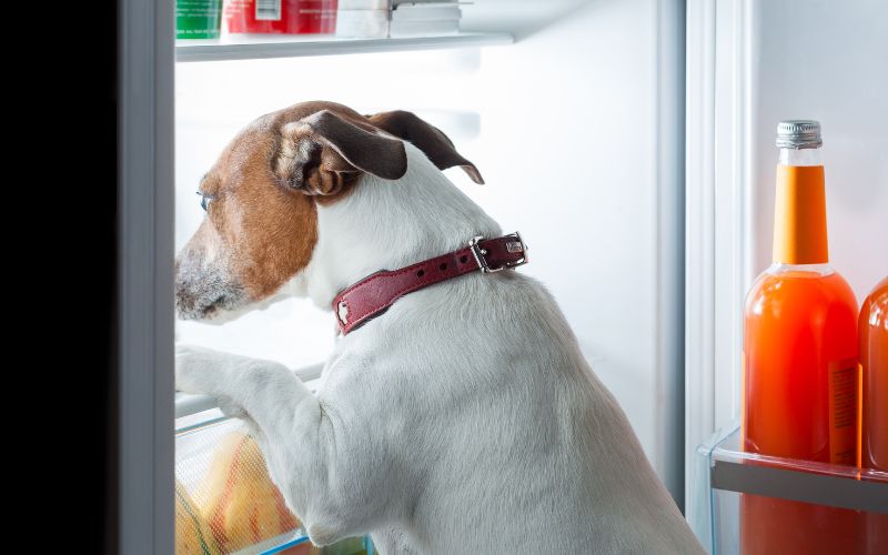 Hond heeft altijd honger