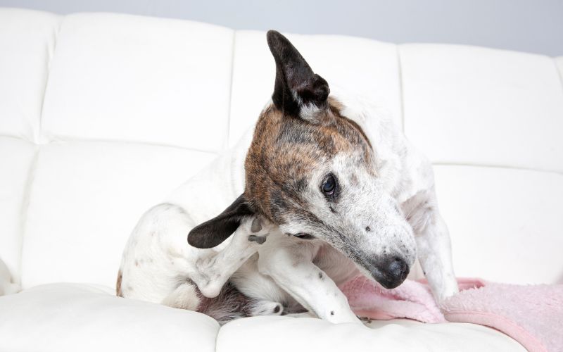Hond heeft jeuk aan zijn oor