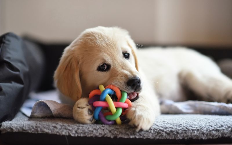Hond heeft plastic gegeten