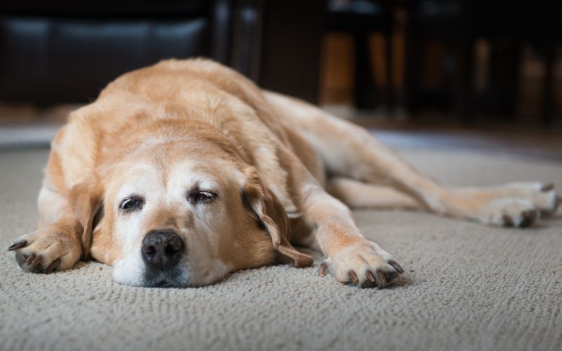 Hond heeft te snel en te veel gegeten