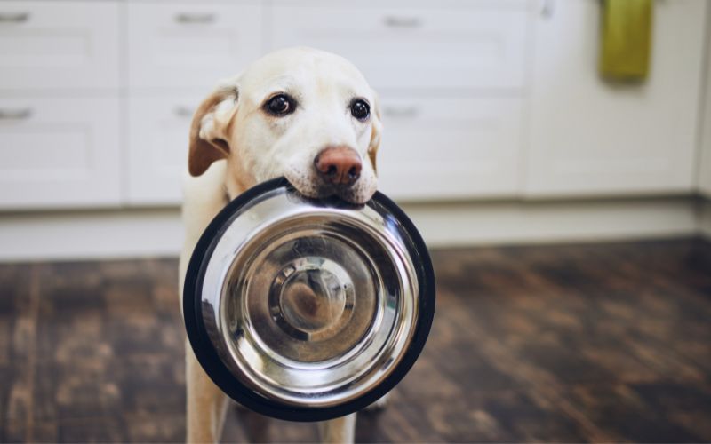Hond vraagt om goed voer