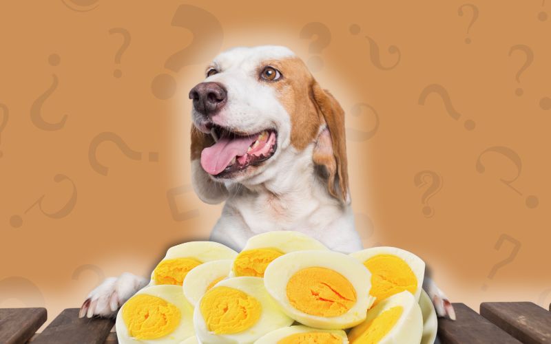 Mag een hond ei