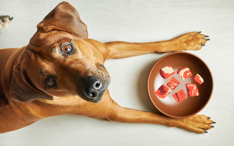 Mag een hond varkensvlees