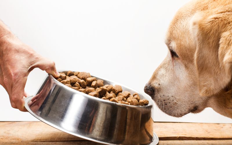 Zachte warme brokken voor hond die niet eet