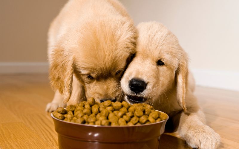 Honden eten hondenbrokken