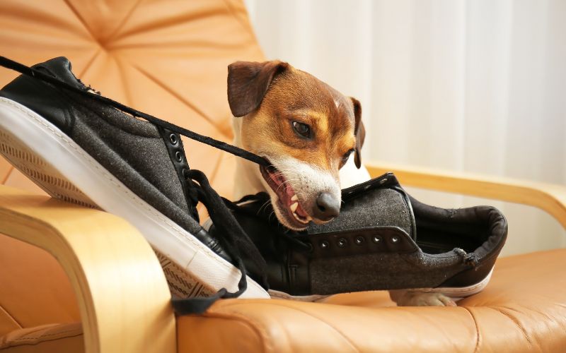 Hond bijt alles kapot