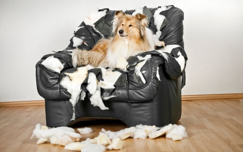 Hond bijt stoel kapot