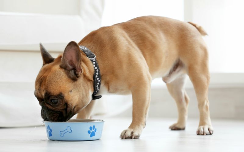 Hond eet gezond natvoer