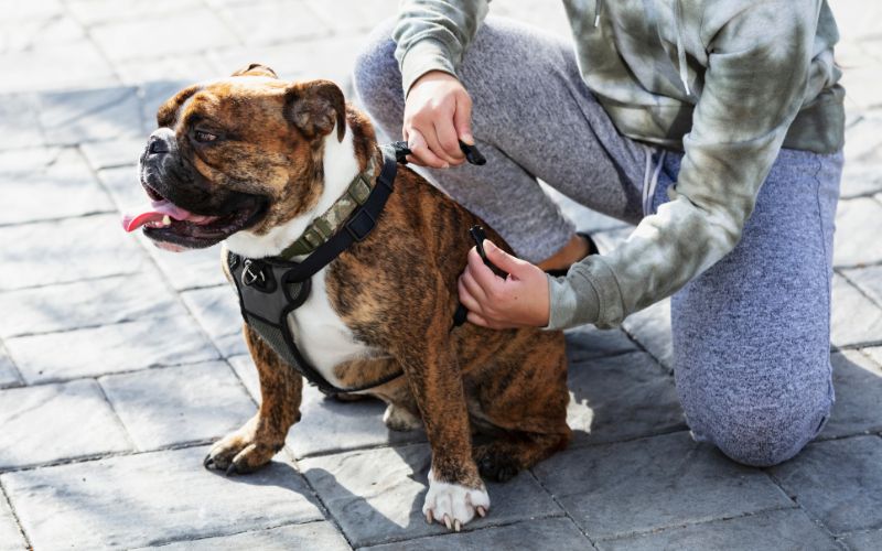 Hond wil tuigje niet om