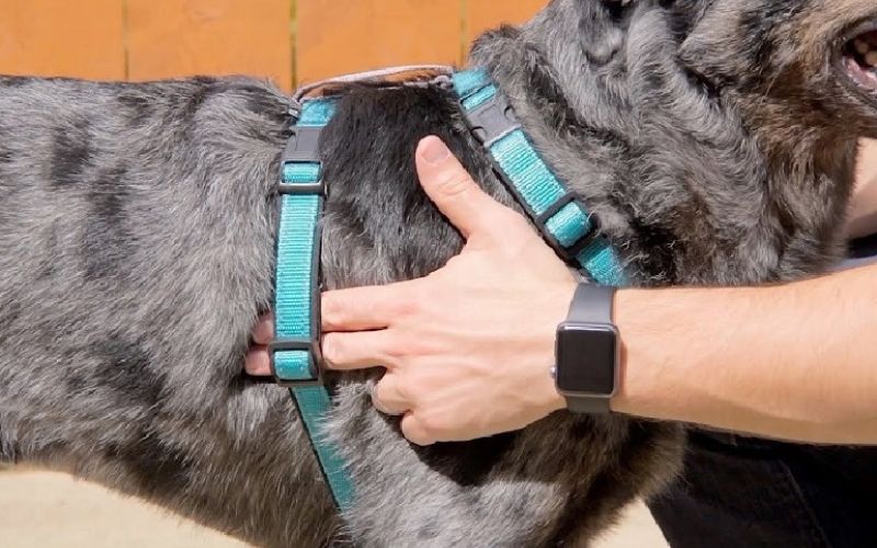 Twee vinger regel y-tuig hond
